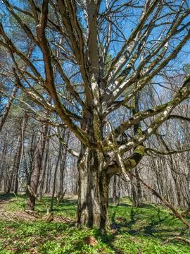Two ancient beech trees grown together into one massive trunk Stock Photos