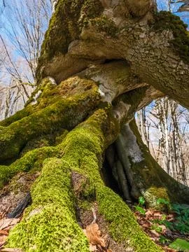 Two ancient intertwined beech trees with mossy roots in Sabaduri forest Stock Photos