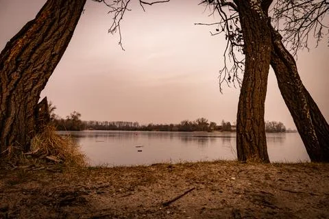 Two ancient tree trunks frame a tranquil winter lake under a muted sky. The s Stock Photos