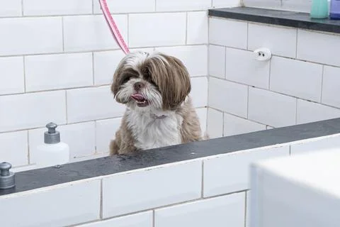 Two and a half year old brown and white Shih Tzu, receiving pet groomed 1. Stock Photos