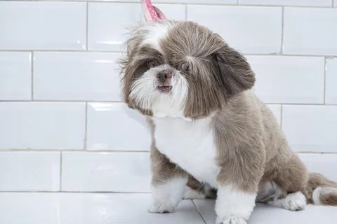 Two and a half year old brown and white Shih Tzu, receiving pet groomed 31. Stock Photos