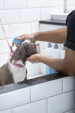 Two and a half year old brown and white Shih Tzu, receiving pet groomed 8. Stock Photos