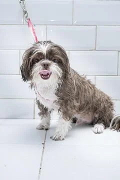 Two and a half year old brown and white Shih Tzu, receiving pet groomed 14. Stock Photos