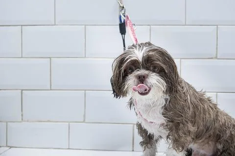Two and a half year old brown and white Shih Tzu, receiving pet groomed 13. Stock Photos