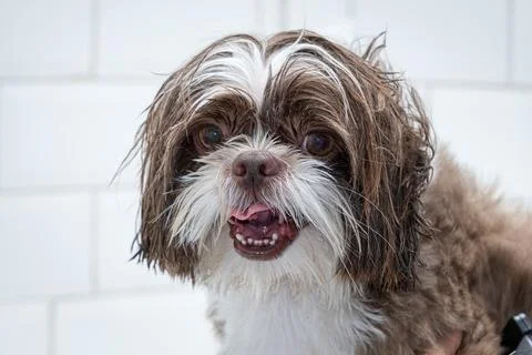 Two and a half year old brown and white Shih Tzu, receiving pet groomed 16. Stock Photos