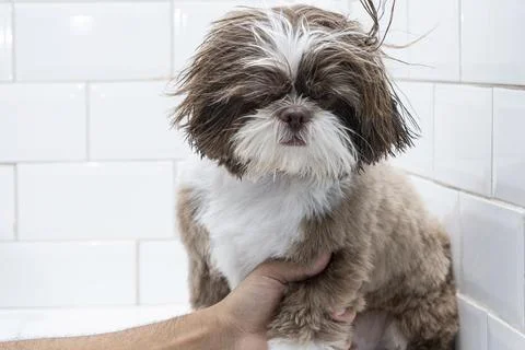 Two and a half year old brown and white Shih Tzu, receiving pet groomed 19. Stock Photos