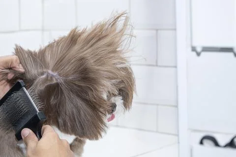 Two and a half year old brown and white Shih Tzu, receiving pet groomed 25. Stock Photos