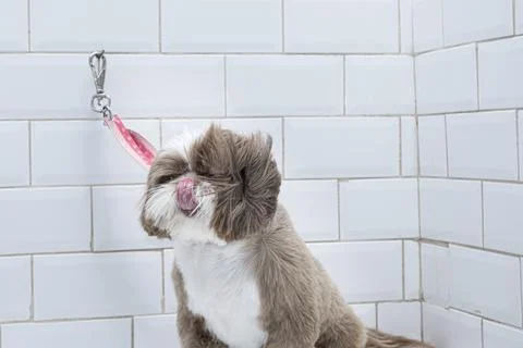 Two and a half year old brown and white Shih Tzu, receiving pet groomed 28. Stock Photos