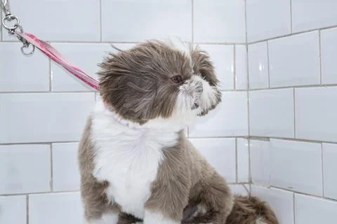 Two and a half year old brown and white Shih Tzu, receiving pet groomed 29. Stock Photos