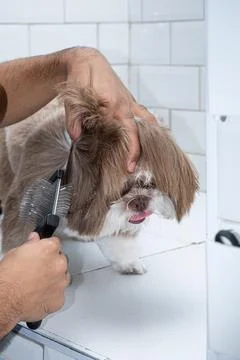 Two and a half year old brown and white Shih Tzu, receiving pet groomed 24. Stock Photos
