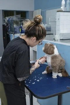 Two and a half year old brown and white Shih Tzu, receiving pet groomed 37. Stock Photos