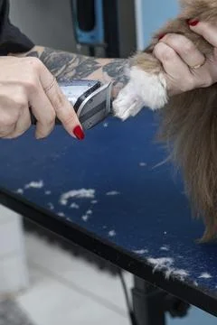 Two and a half year old brown and white Shih Tzu, receiving pet groomed 34. Stock Photos