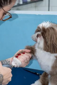 Two and a half year old brown and white Shih Tzu, receiving pet groomed 36. Stock Photos