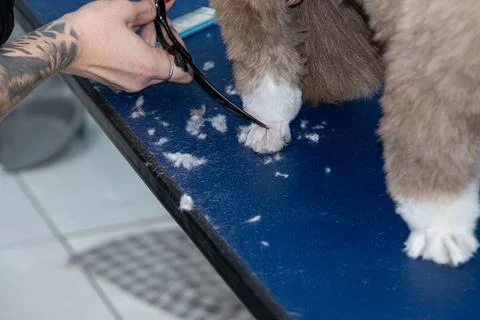 Two and a half year old brown and white Shih Tzu, receiving pet groomed 35. Stock Photos