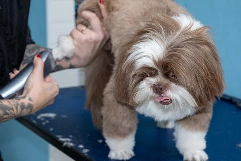 Two and a half year old brown and white Shih Tzu, receiving pet groomed 33. Stock Photos