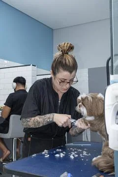 Two and a half year old brown and white Shih Tzu, receiving pet groomed 39. Stock Photos