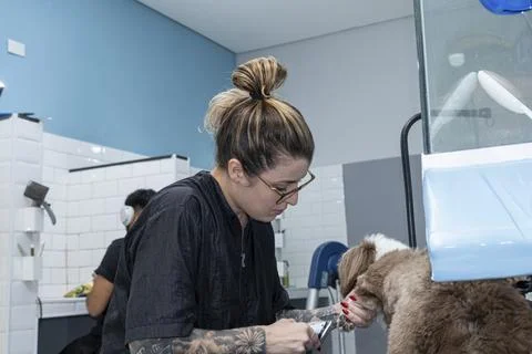 Two and a half year old brown and white Shih Tzu, receiving pet groomed 38. Stock Photos