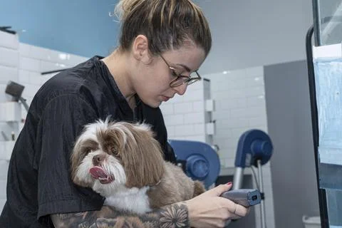 Two and a half year old brown and white Shih Tzu, receiving pet groomed 42. Stock Photos