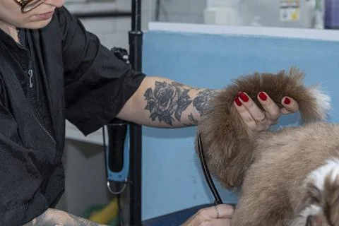 Two and a half year old brown and white Shih Tzu, receiving pet groomed 46. Stock Photos