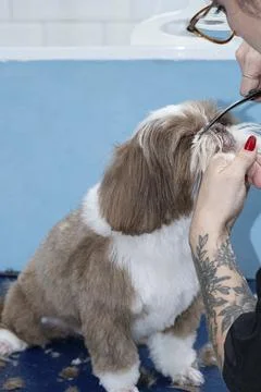 Two and a half year old brown and white Shih Tzu, receiving pet groomed 48. Stock Photos