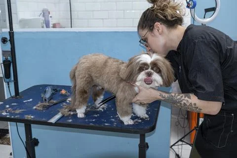 Two and a half year old brown and white Shih Tzu, receiving pet groomed 51. Stock Photos