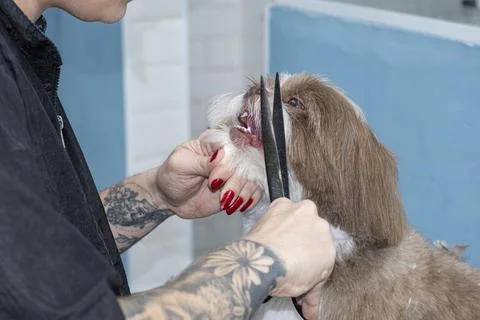 Two and a half year old brown and white Shih Tzu, receiving pet groomed 50. Stock Photos