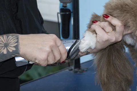 Two and a half year old brown and white Shih Tzu, receiving pet groomed 32. Stock Photos