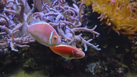 Two anemone fish  Stock Footage 269825934