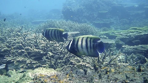 Two angel fish Stock Footage 114992197