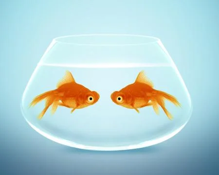 Two Angelfish falling in love Stock Photos