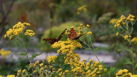 Two anglewing butterflies tussling Stock Footage 83121593