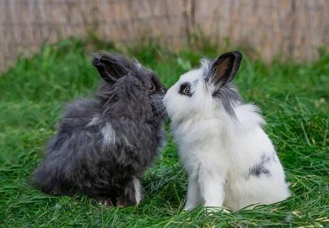 Two of Angora dwarf rabbit minor medium size white and grey sit Stock Photos