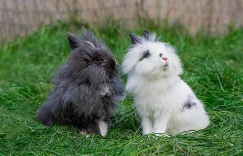 Two of Angora dwarf rabbit minor medium size white and grey sit Stock Photos