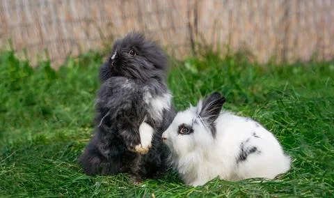 Two of Angora dwarf rabbit minor medium size white and grey sit  Stock Photos