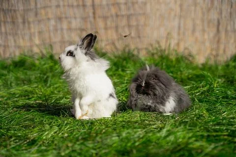 Two of Angora dwarf rabbit minor medium size white and grey sit Stock Photos