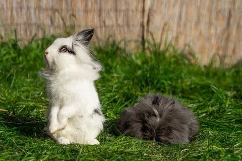 Two of Angora dwarf rabbit minor medium size white and grey sit Stock Photos