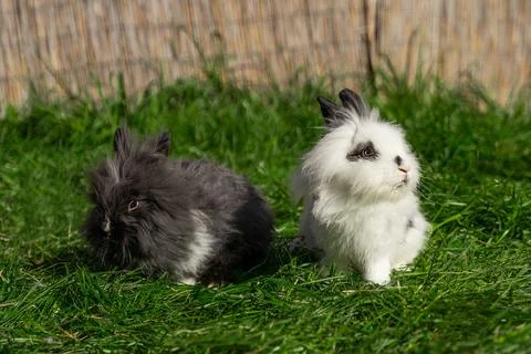 Two of Angora dwarf rabbit minor medium size white and grey sit Stock Photos