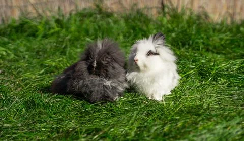 Two of Angora dwarf rabbit minor medium size white and grey sit Photos