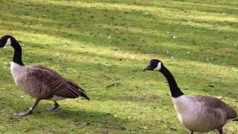 Two angry Canada geese walking and chattering on grass Stock Footage 304278451