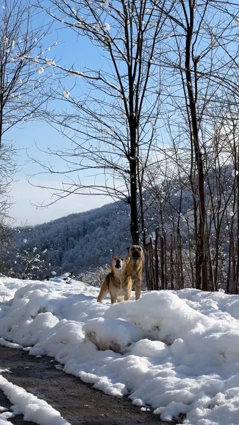 Two angry dog bark in snow road winter season day cold rural village local Stock Footage 310943044