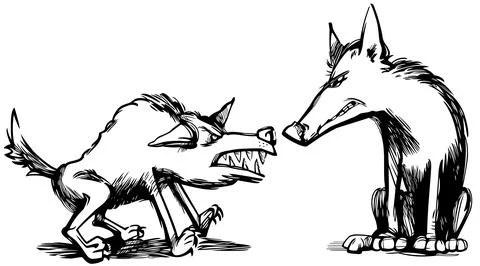 Two angry wolves grinding their teeth drawing illustration Stock Illustration