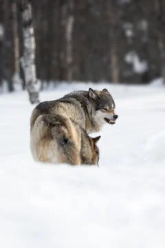 Two angry wolves in the snow Stock Photos