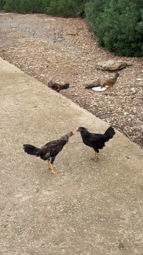 Two angry young wild rooster fighting on touristic part of Mallorca island .. Video stock 327623124