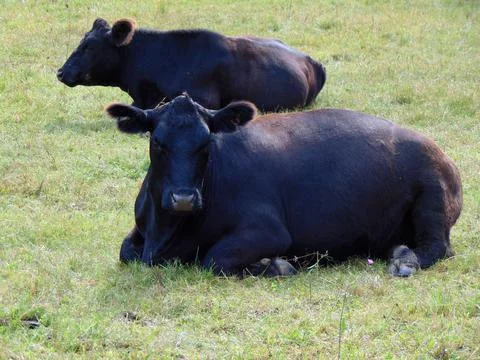 Two angus cows are sitting in the field Fotos Stock