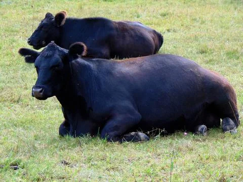 Two angus cows are sitting in the field Stock Photos