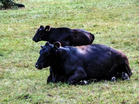 Two angus cows are sitting in the field Fotos Stock