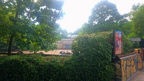 Two animals that are standing. Stock Footage 282623307