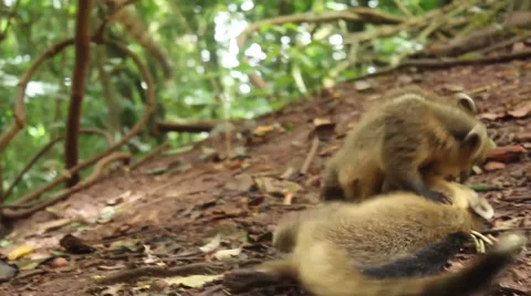 Two animals fighting to survive inside the rainforest Stock Footage 59569123
