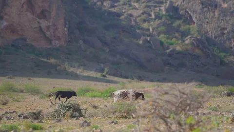Two Animals Graze in Arid Landscape of Wadi Bani Khalid, Oman Stock Footage 324845278
