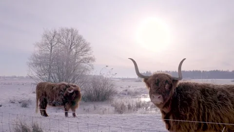 Two Animals Graze Under Warm Glow, Two Highland Cows Enjoy Tranquil Moment Video stock 328050711